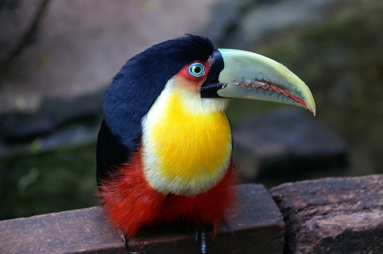 brazil toucan bird free photo