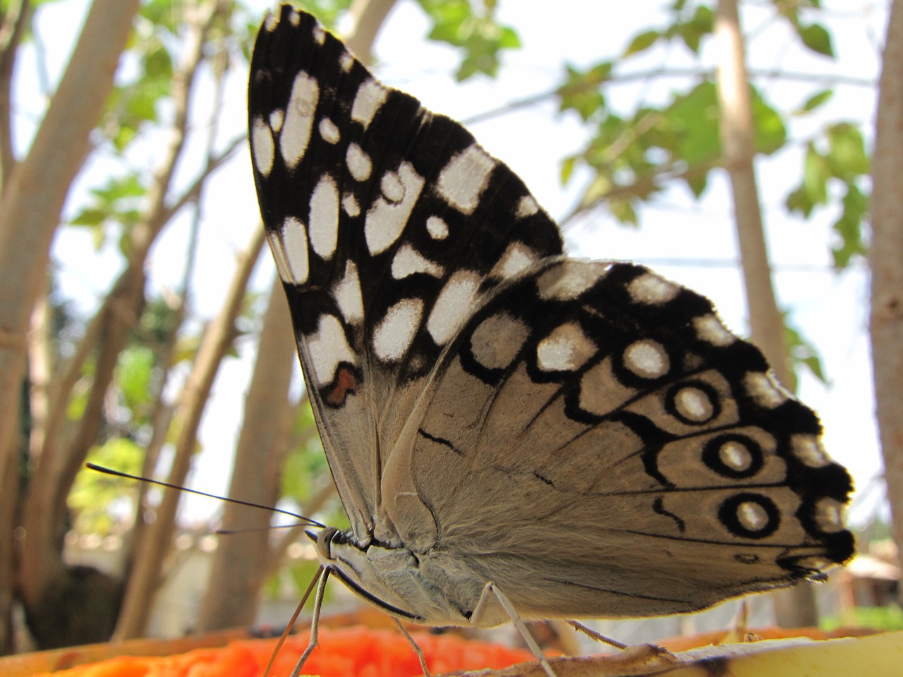 brazil rio de janeiro guapimirim free photo