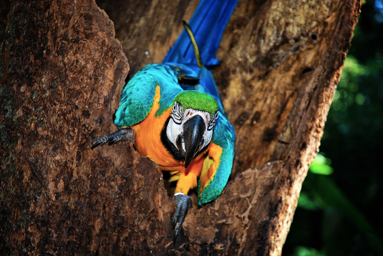brazil  bird  jungle free photo