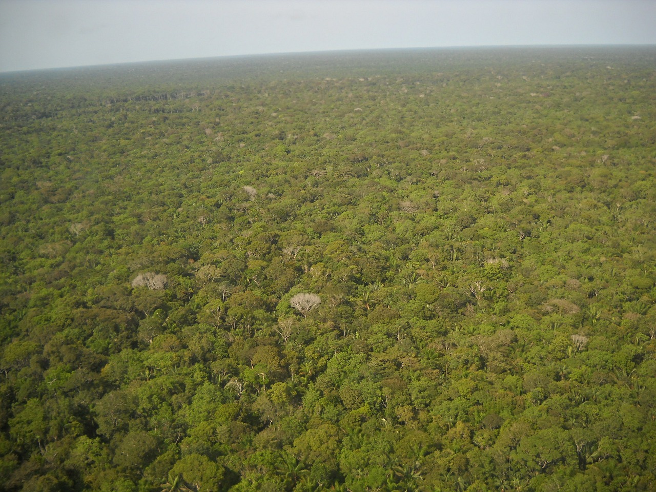 brazil amazon equatorial forest free photo