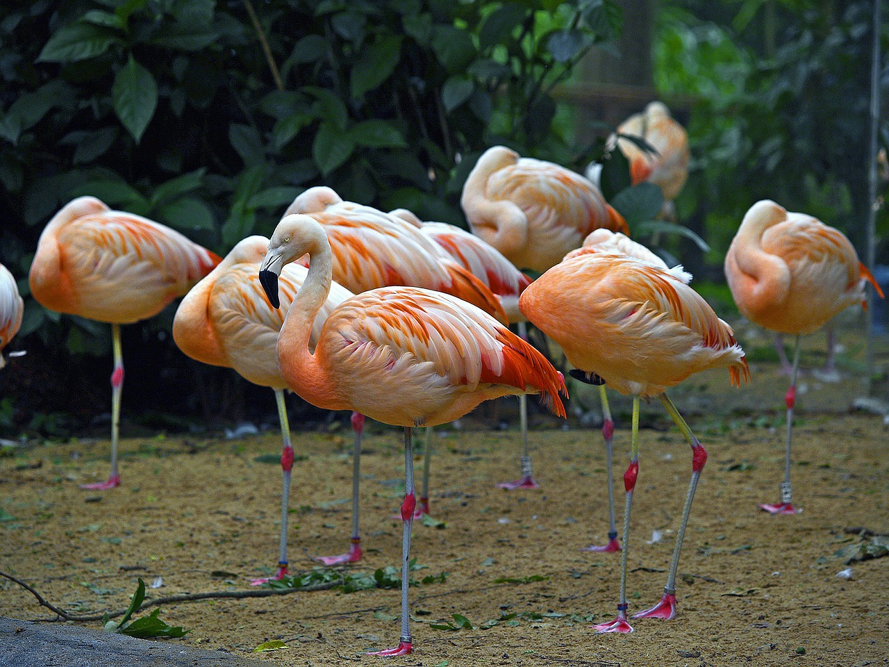 brazil flamingos water birds free photo