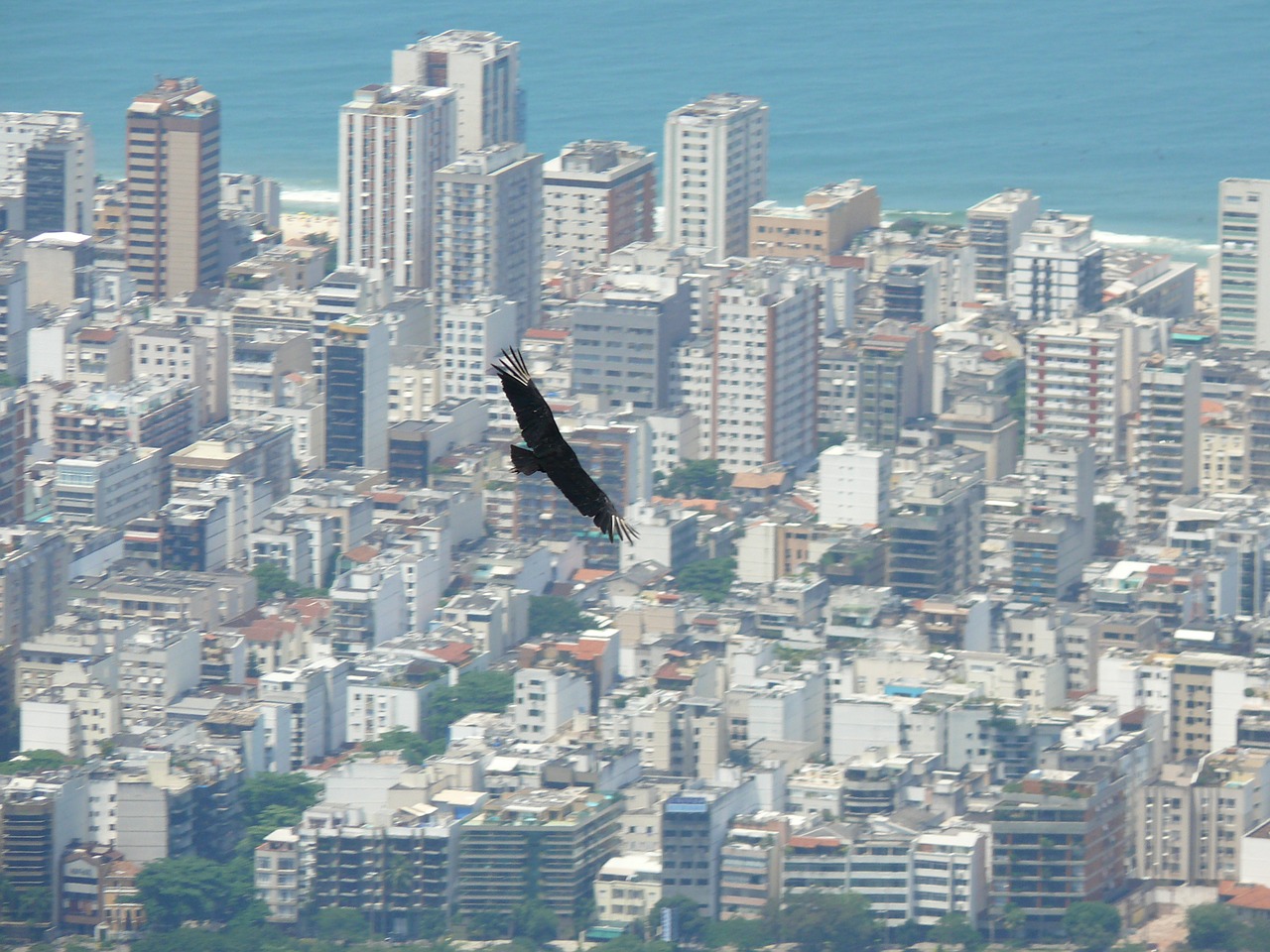 brazil rio de janeiro bird in flight free photo