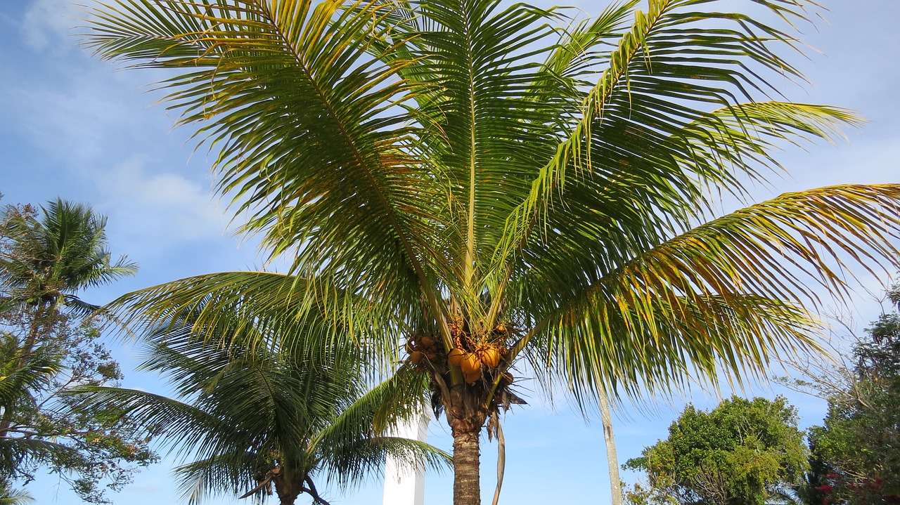 brazil safe harbor coconut tree free photo