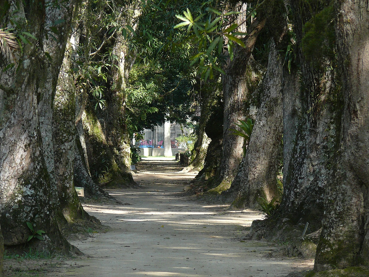 brazil rio de janeiro botanical garden free photo