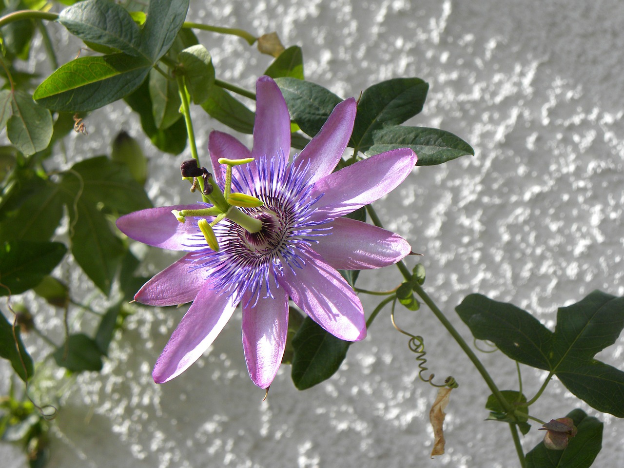 brazilian passionflower flower exotic free photo