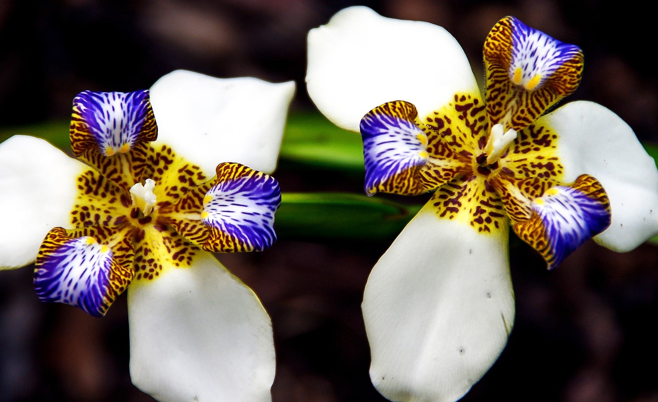 brazilian walking iris noemarica gracilis iris free photo