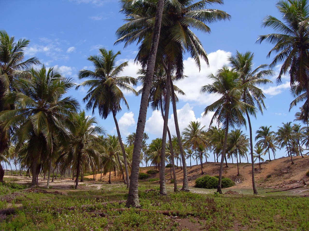brazilwood bahia coconut trees free photo