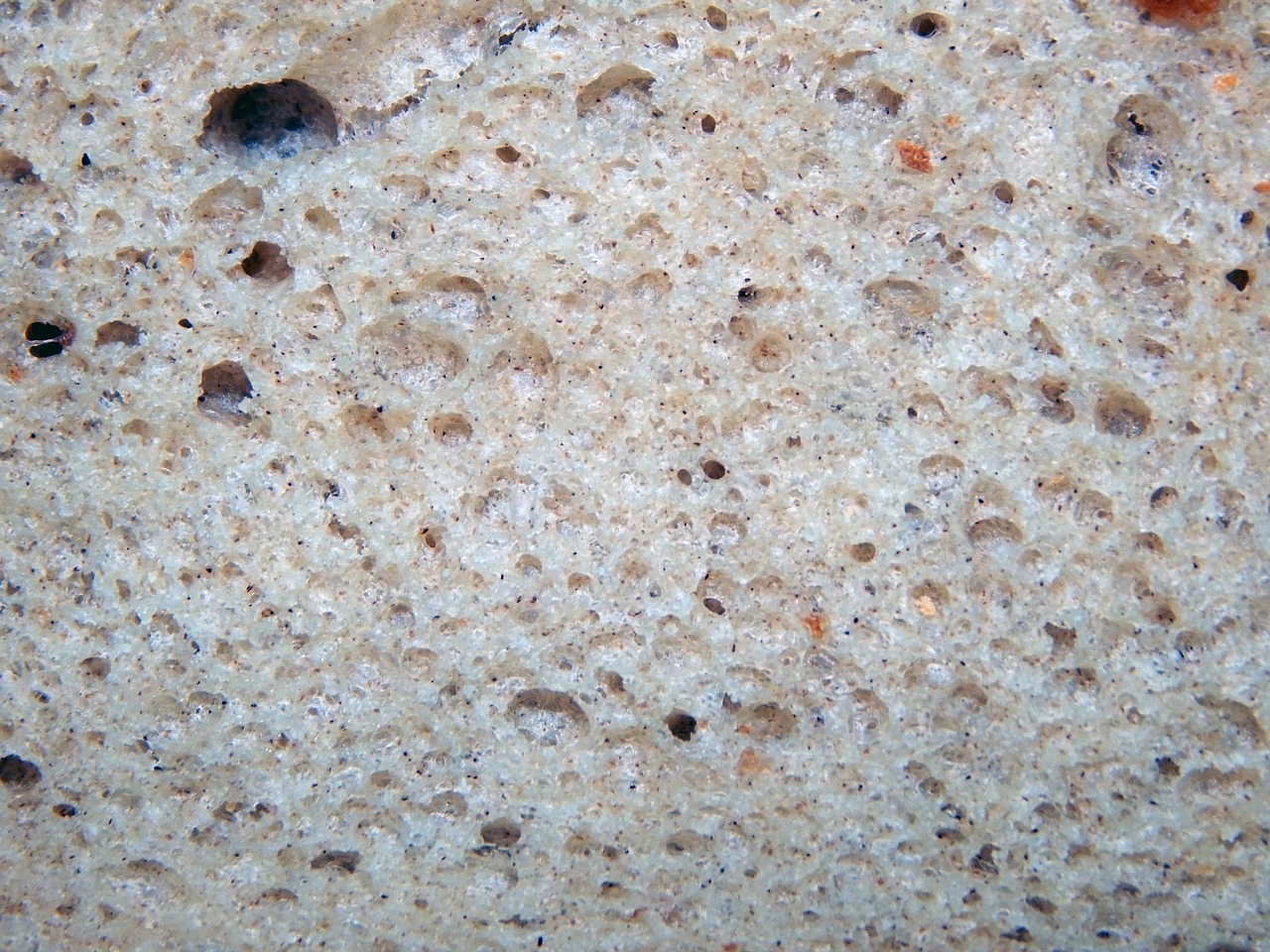 bread close up sponge free photo