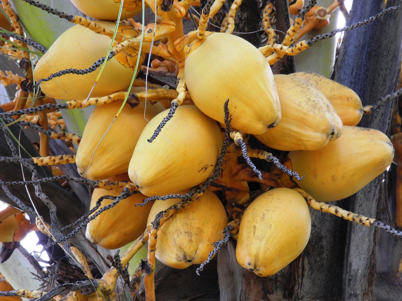 bread fruit fruit exotic free photo