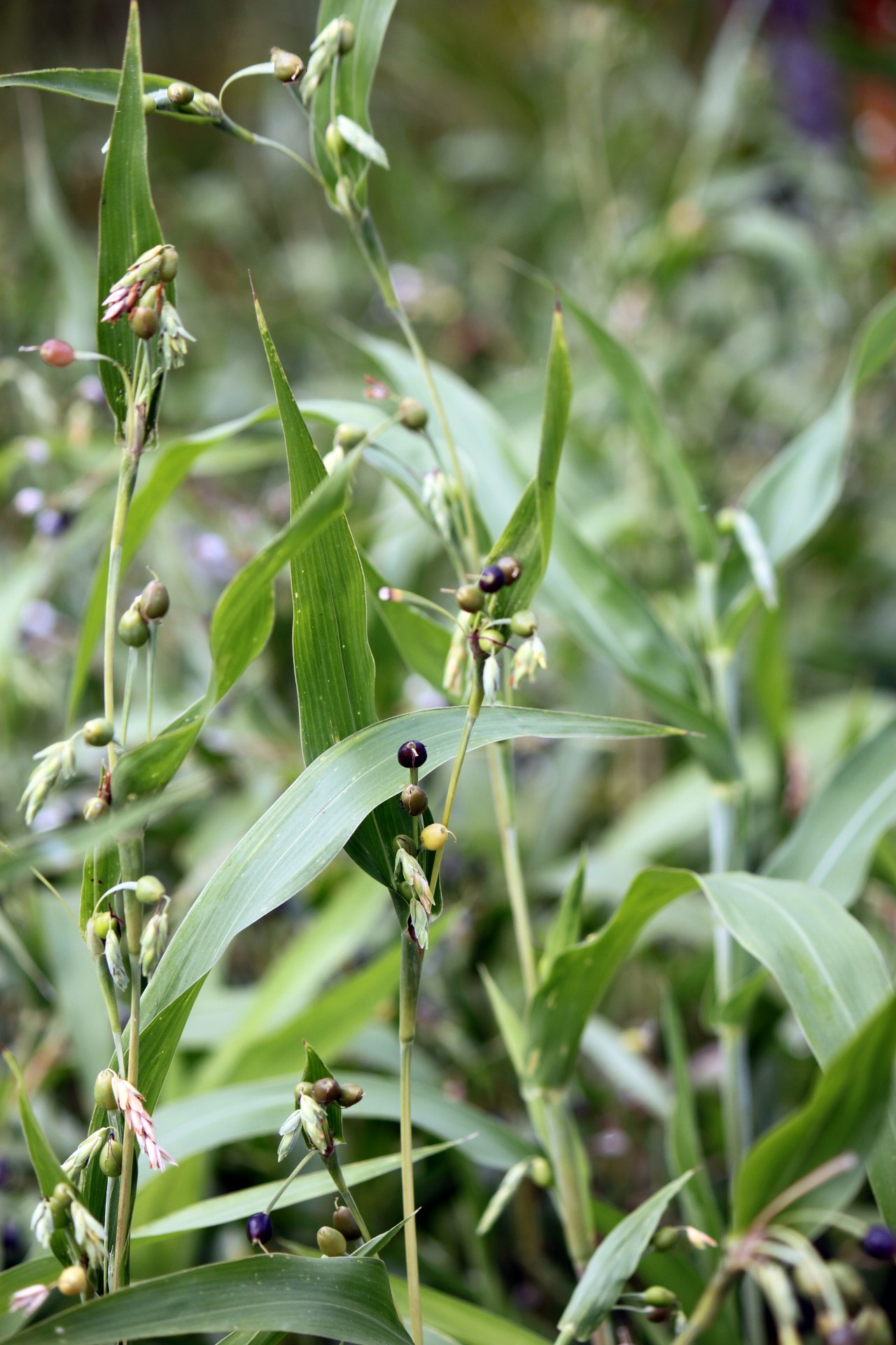 bread plant fruit free photo