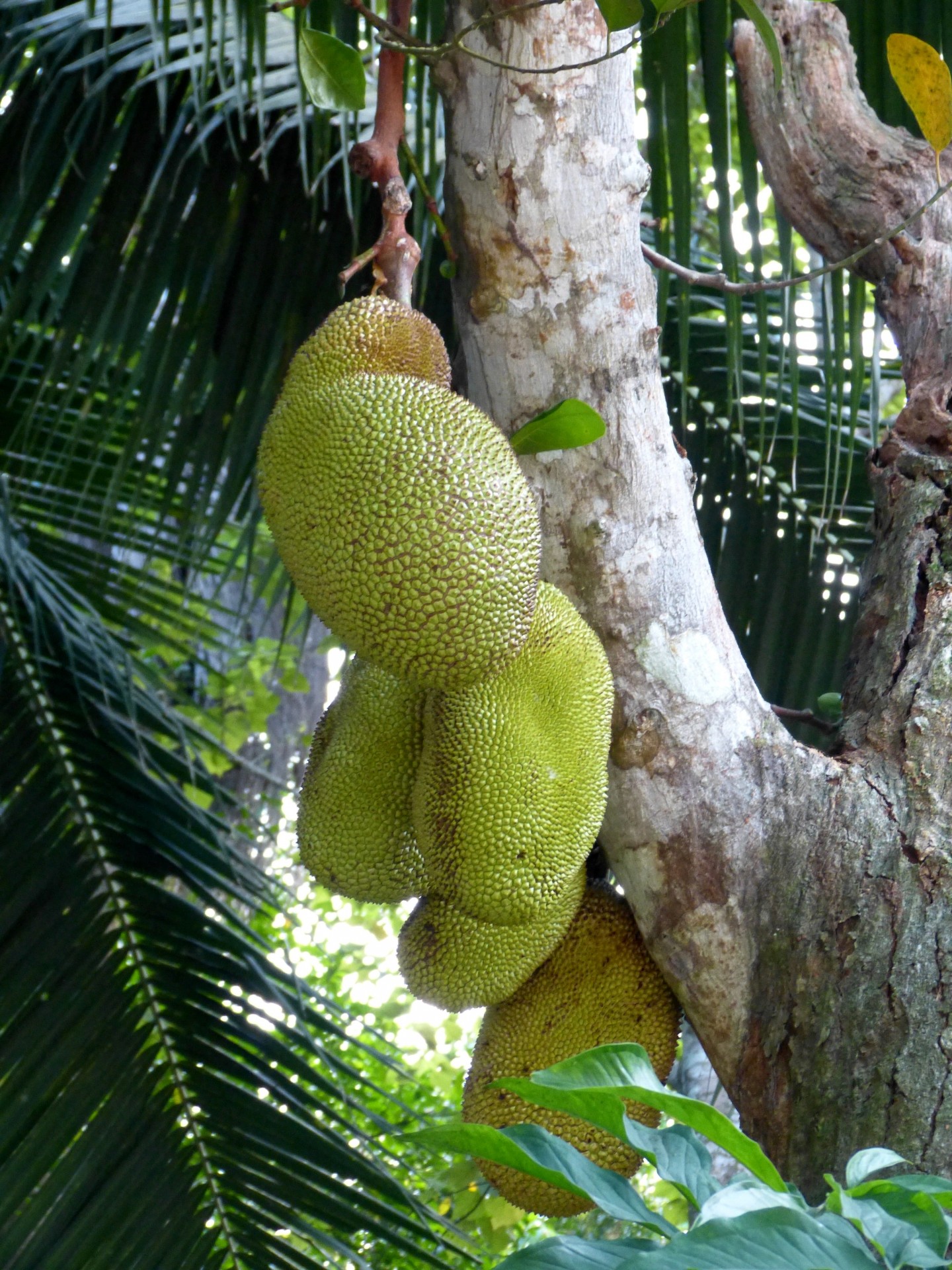 breadfruit tree product free photo