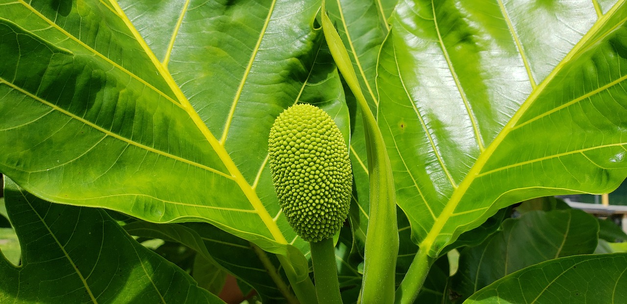 breadfruit  hawaii  tropical free photo