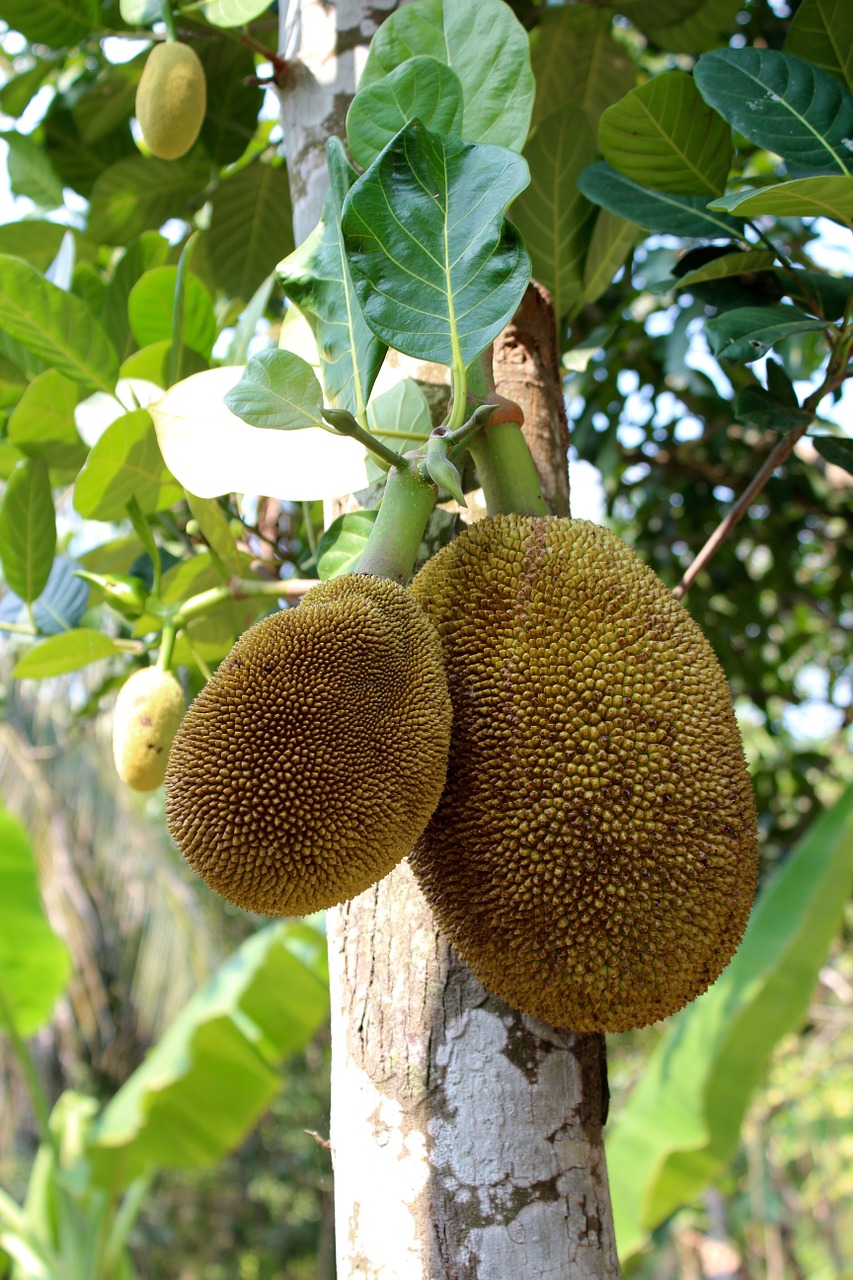 breadfruit tree fruit green free photo