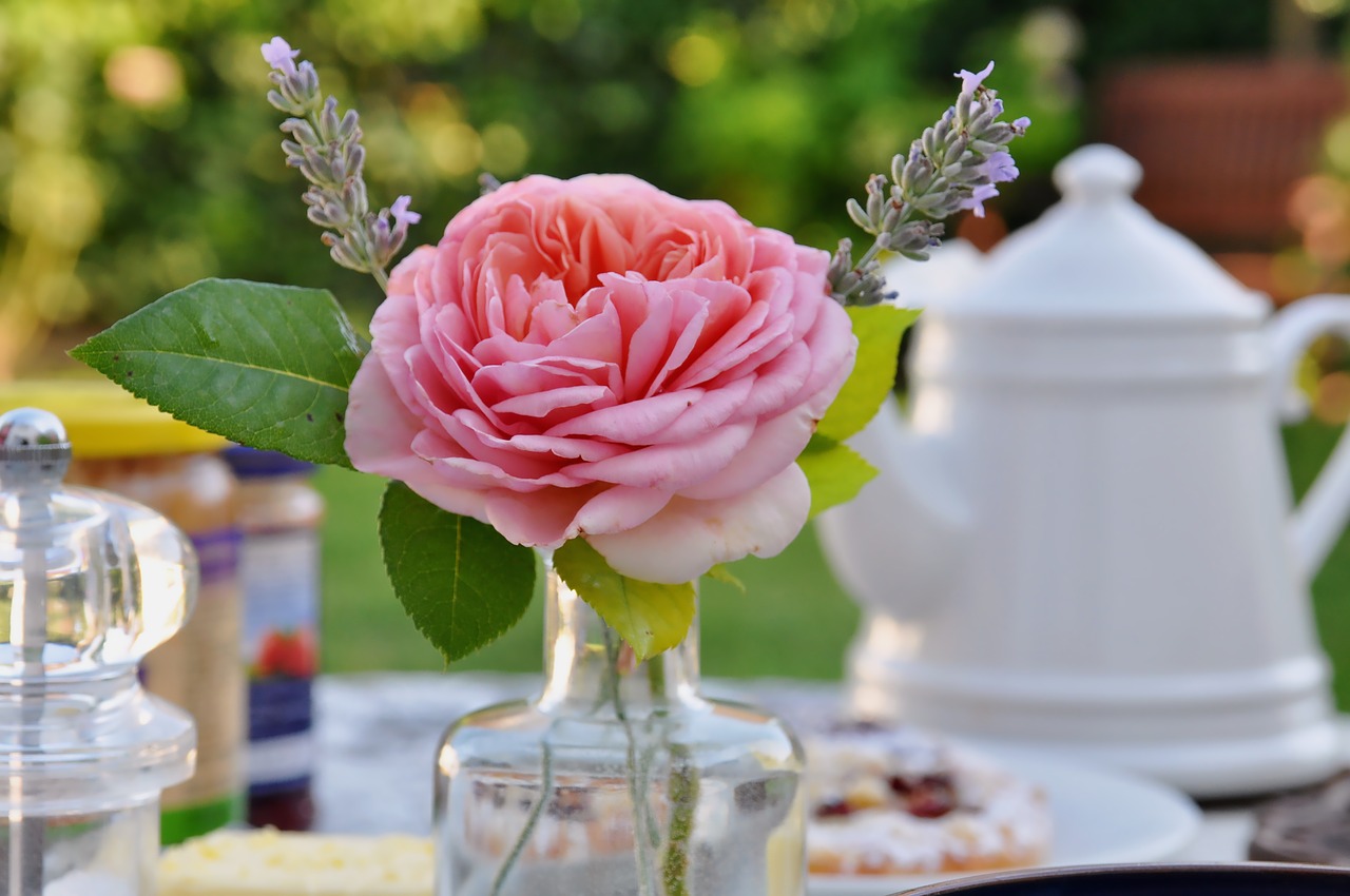 breakfast  breakfast table  rose free photo