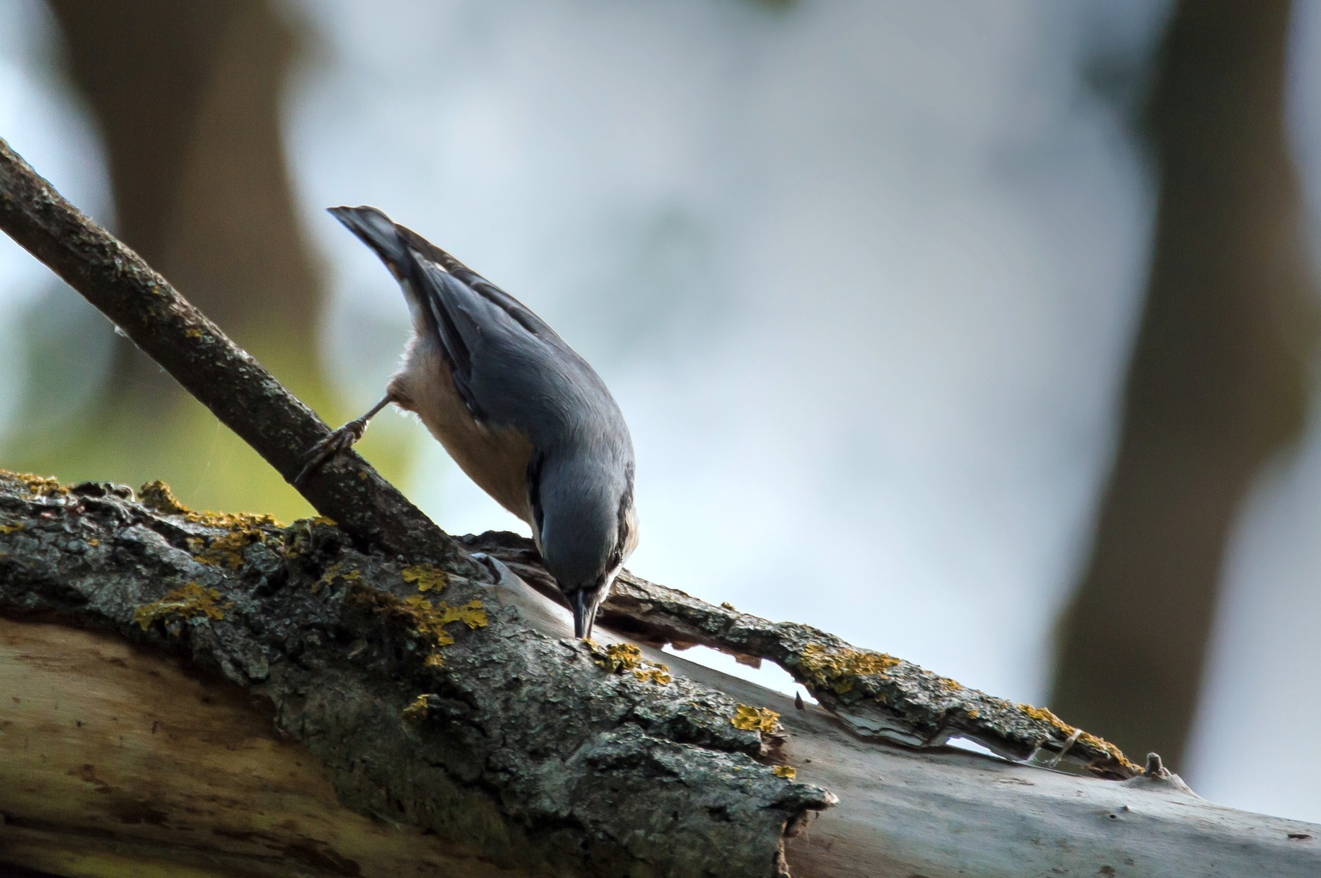 eurasian nuthatch sitta europaea bird free photo