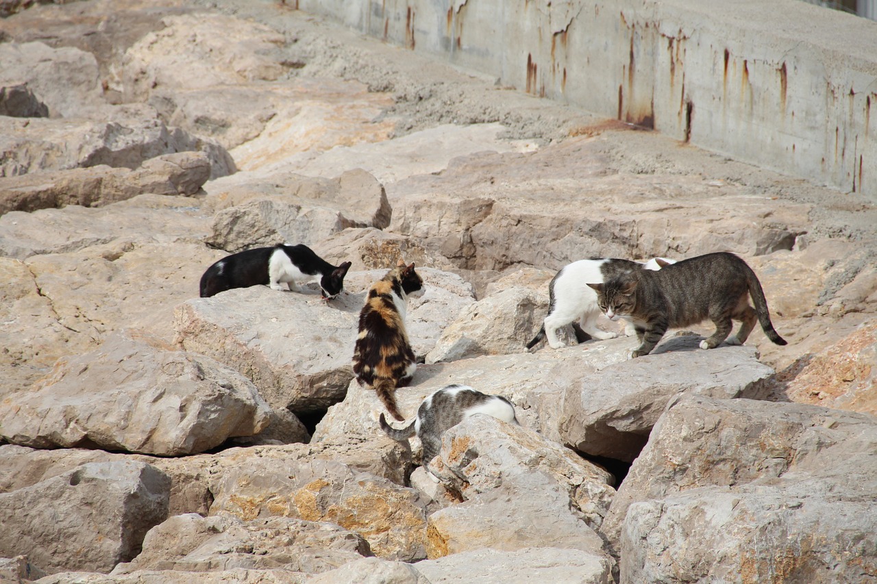 breakwater cats sitges free photo