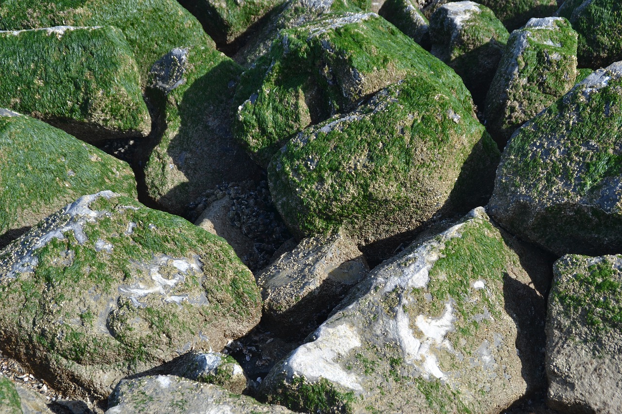 breakwater texture pierre free photo