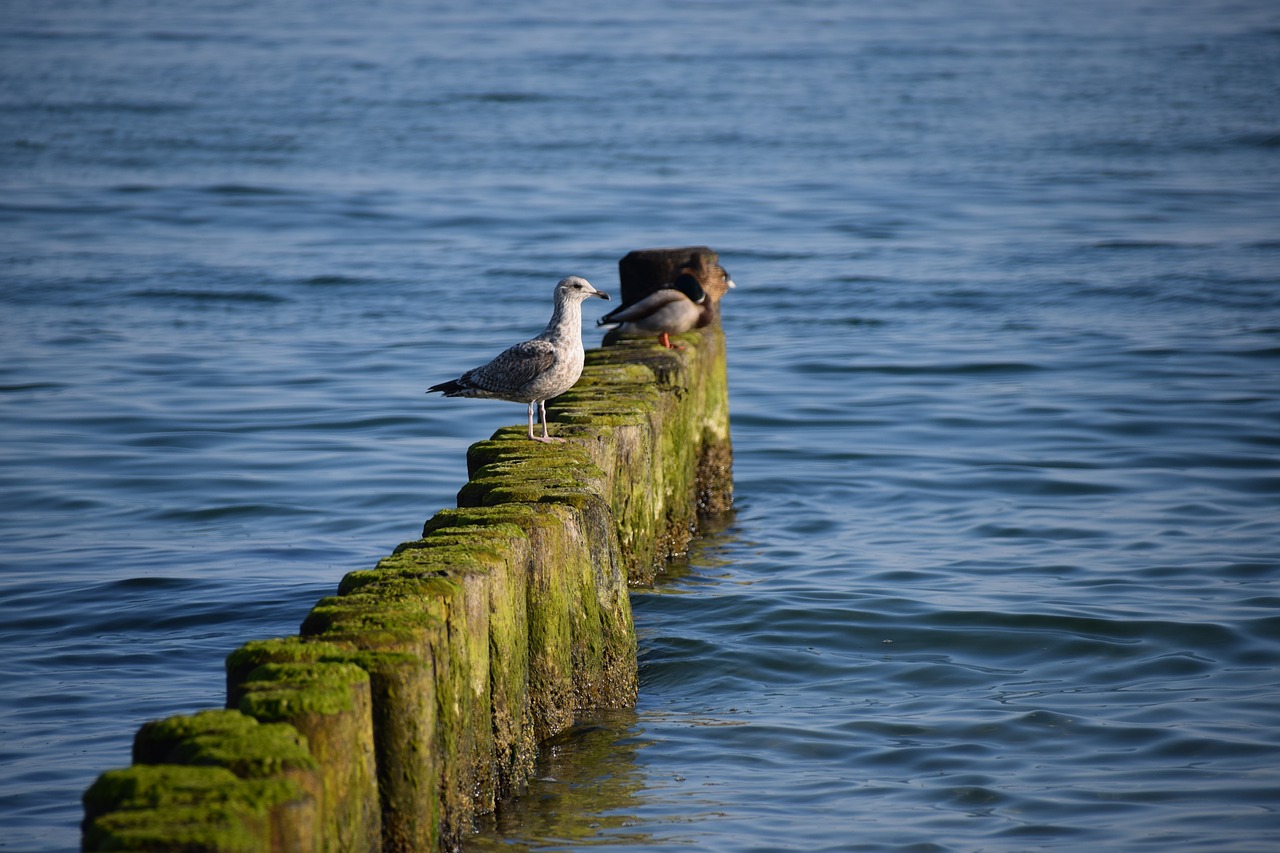 breakwater  baltic sea  seagull free photo