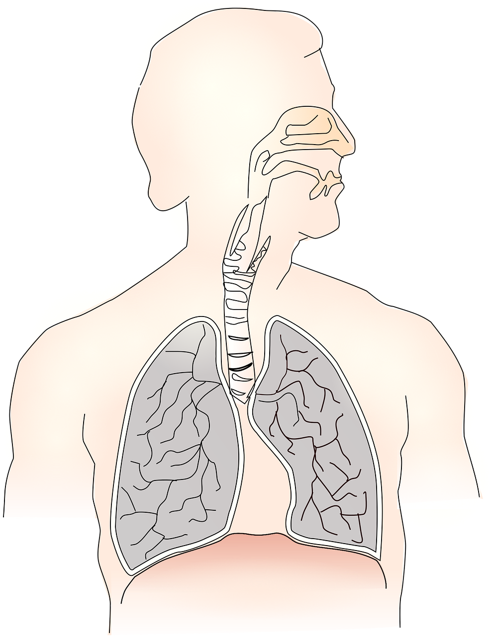 breathing lungs windpipe free photo