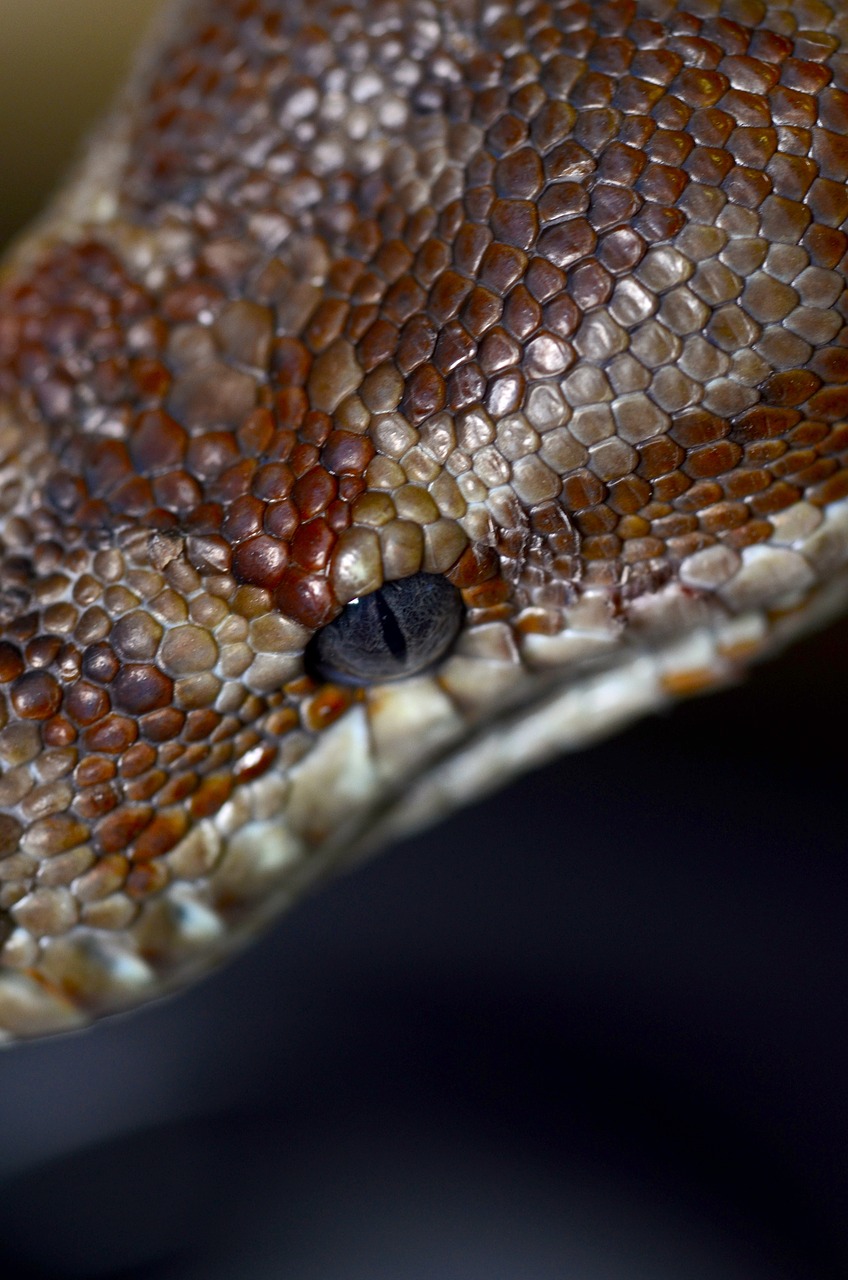 bredl's python  python  australia free photo