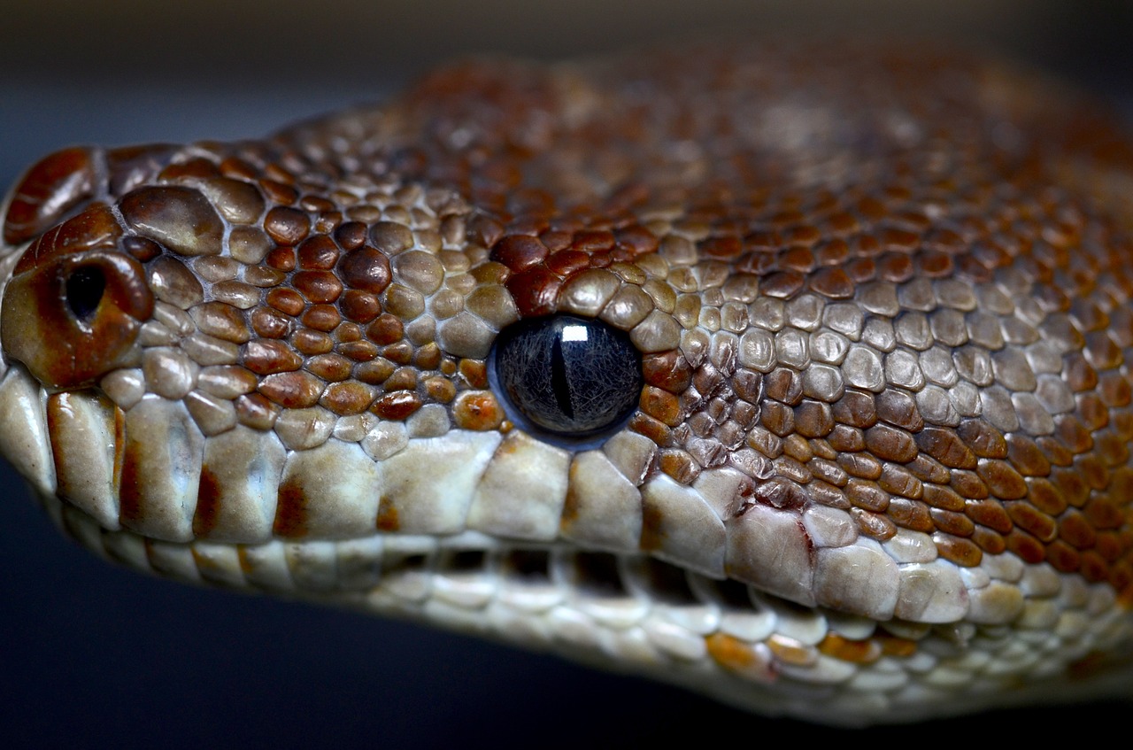 bredl's python  python  australia free photo