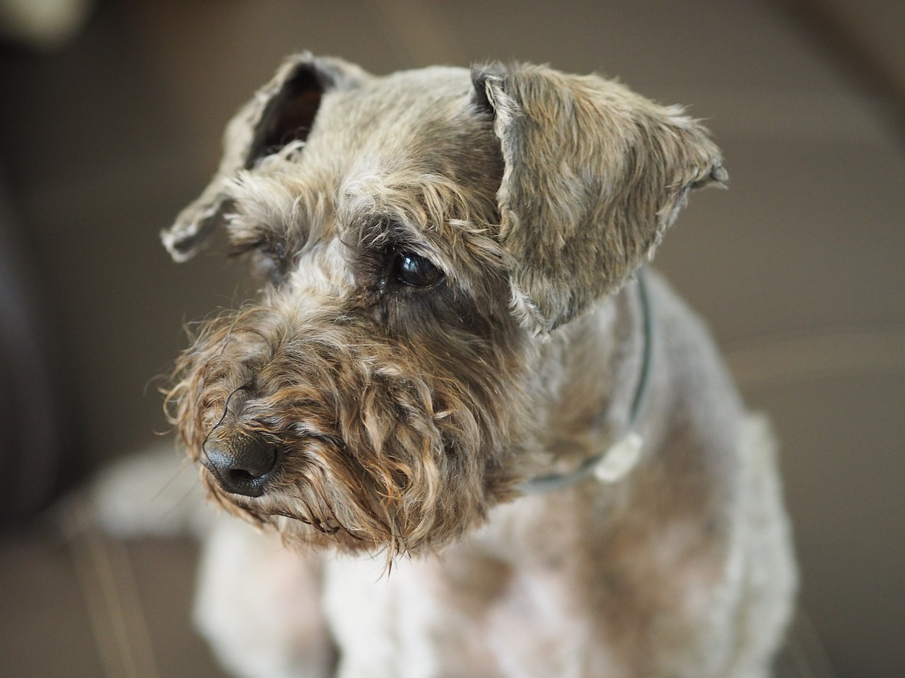 breed dog portrait free photo