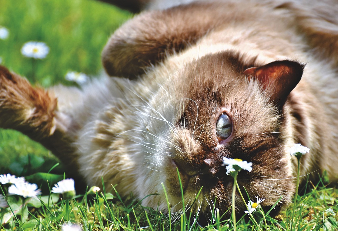 breed cat  cat  thoroughbred free photo