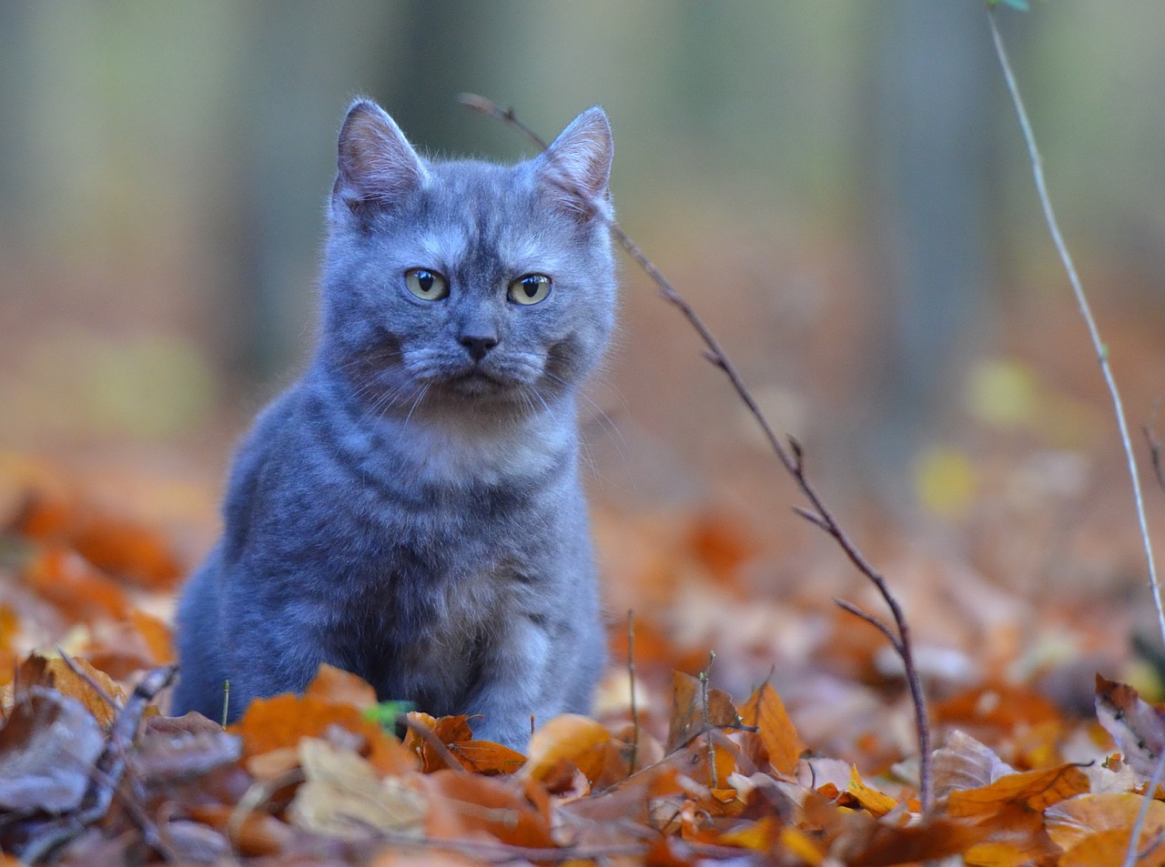 breed cat cat forest free photo