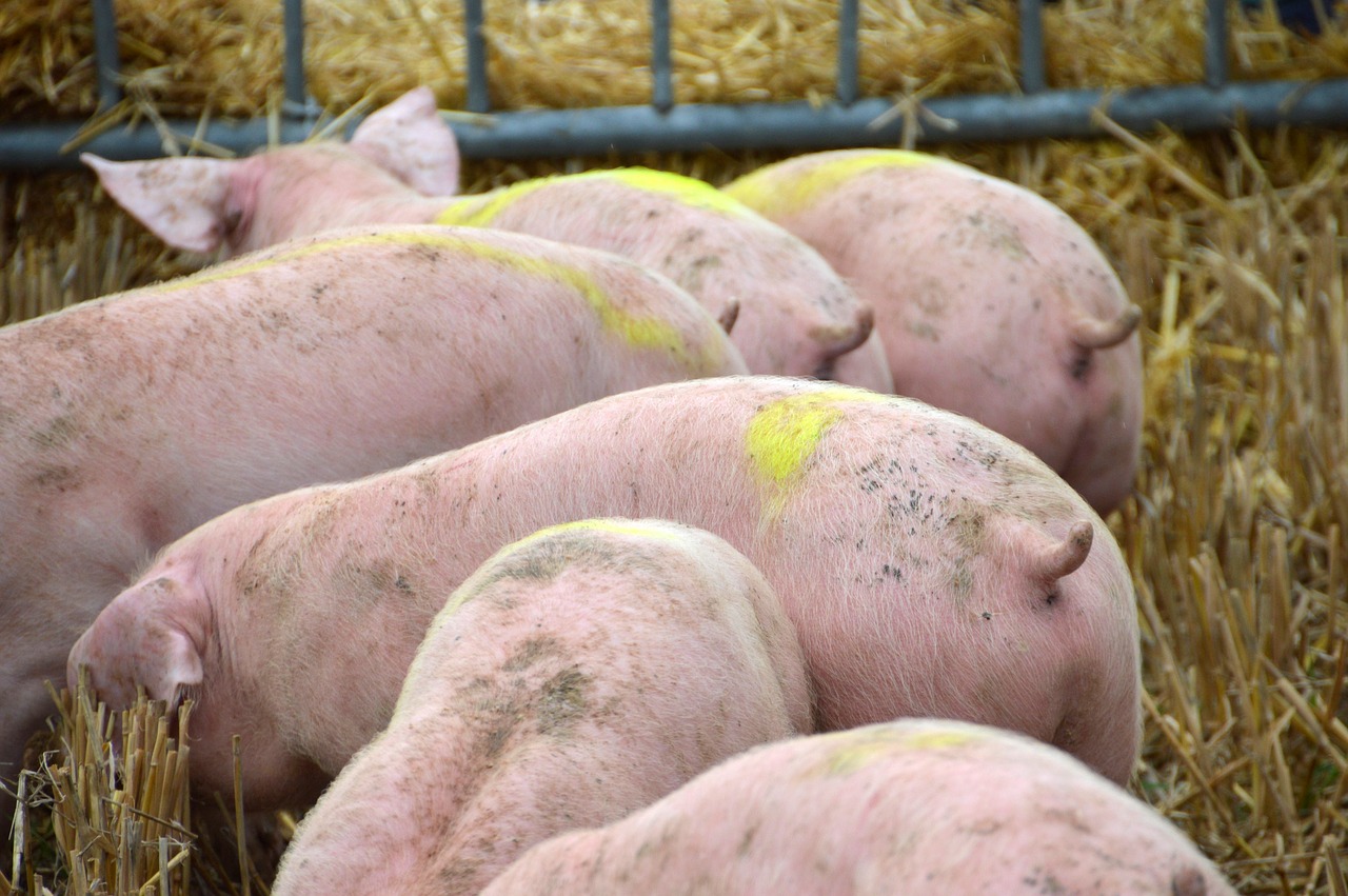 breeding  pig  pork free photo