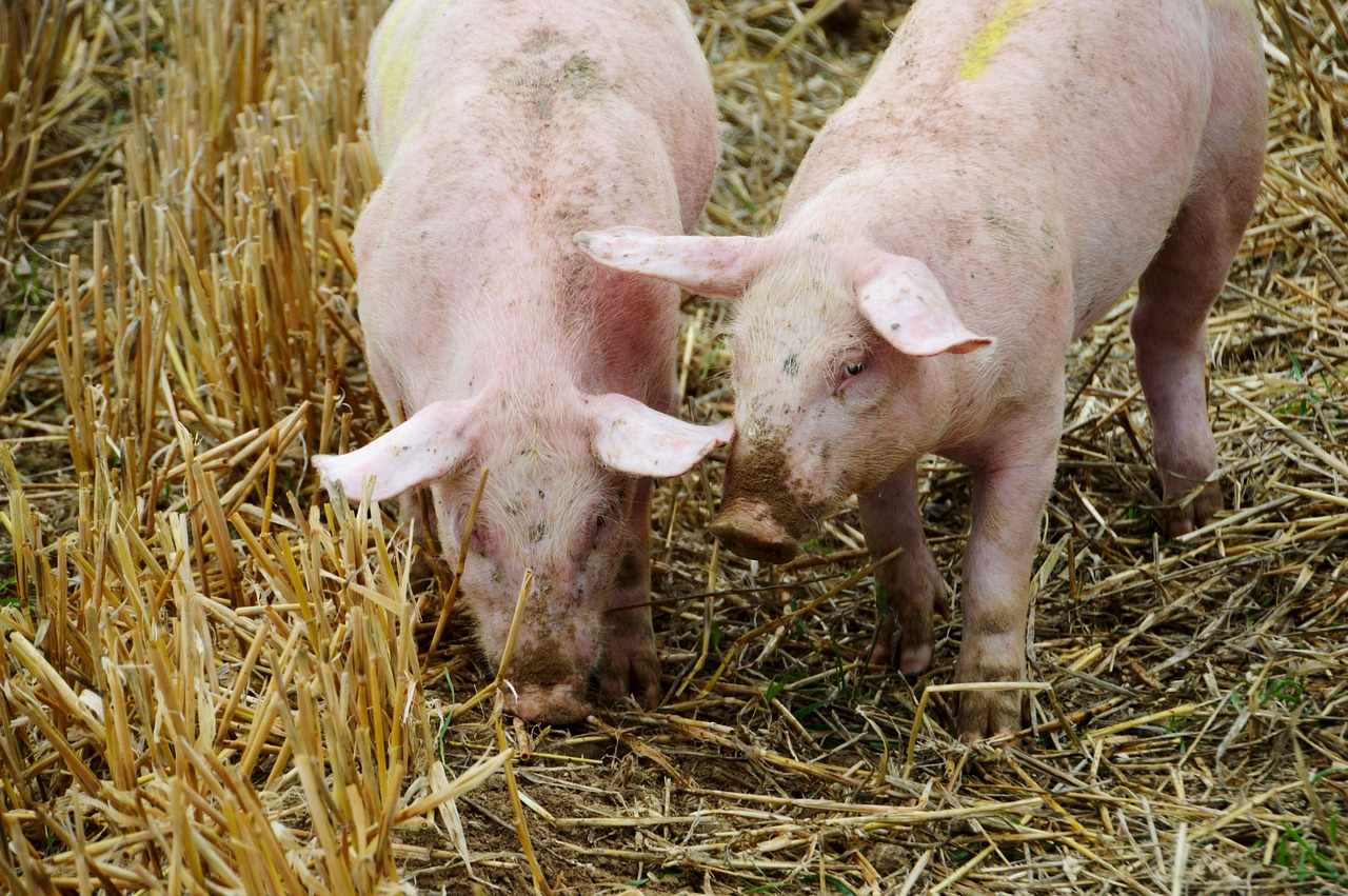 breeding  pig  pork free photo