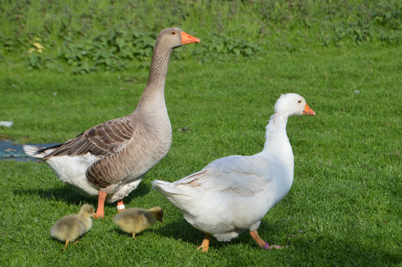 breeding  goose  plumage free photo