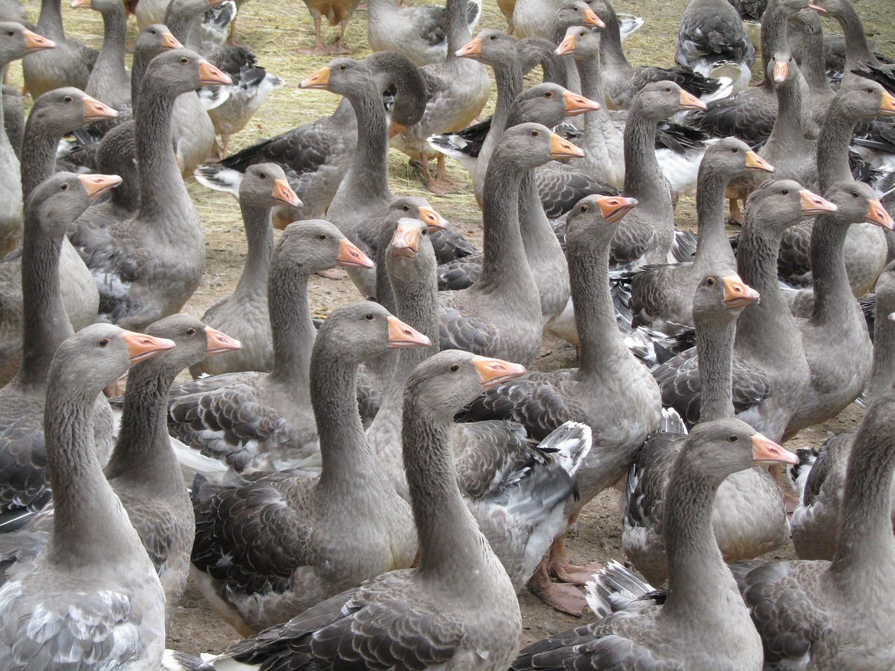 breeding geese périgord producer fatty livers of geese free photo