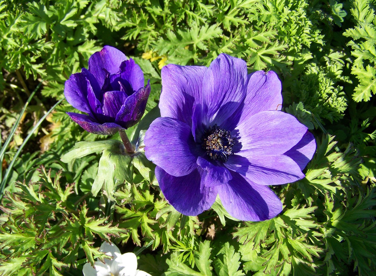 breeze of roses blue flower flower garden free photo