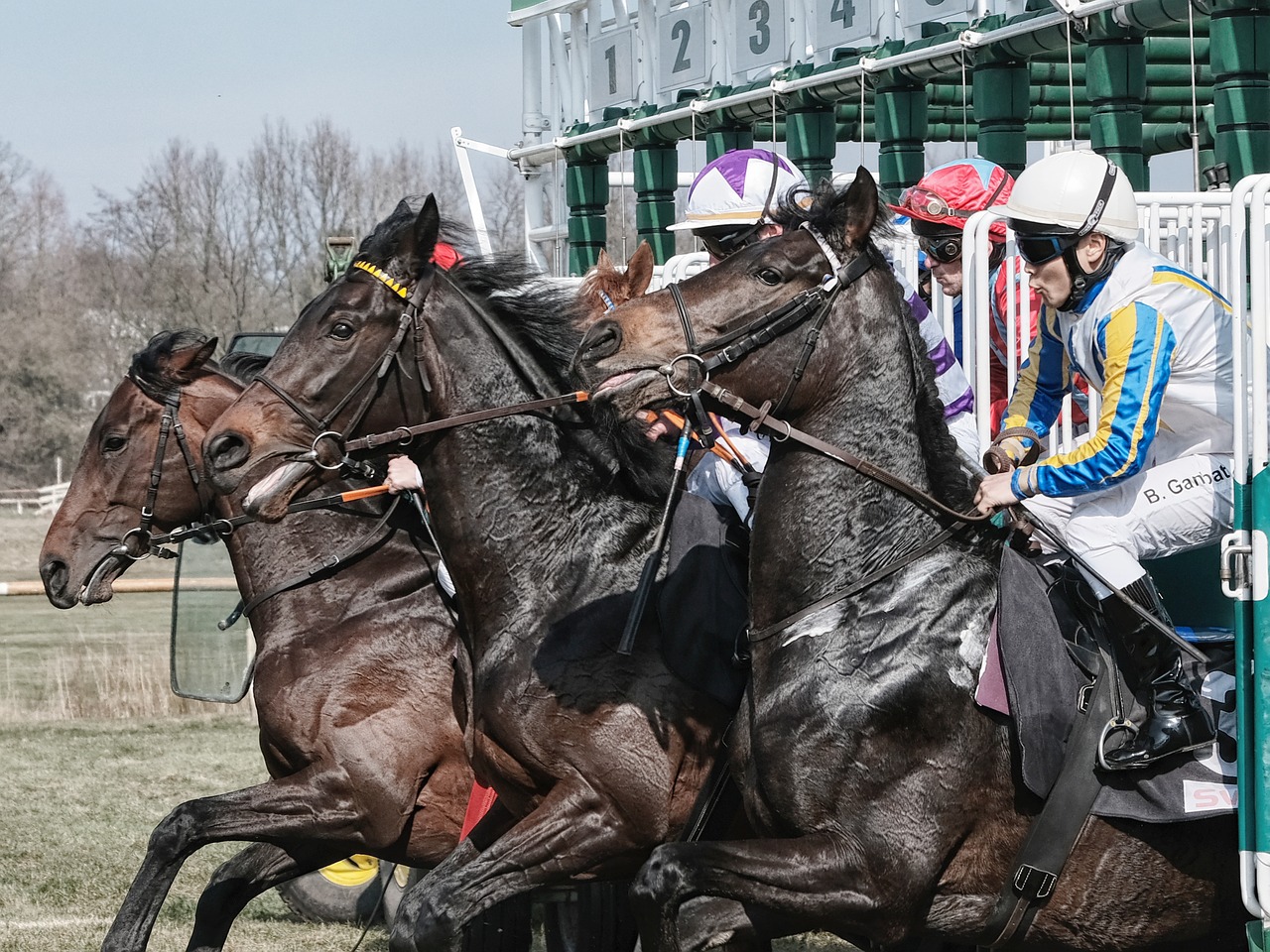 bremer rennverein horse racing the day of the race free photo