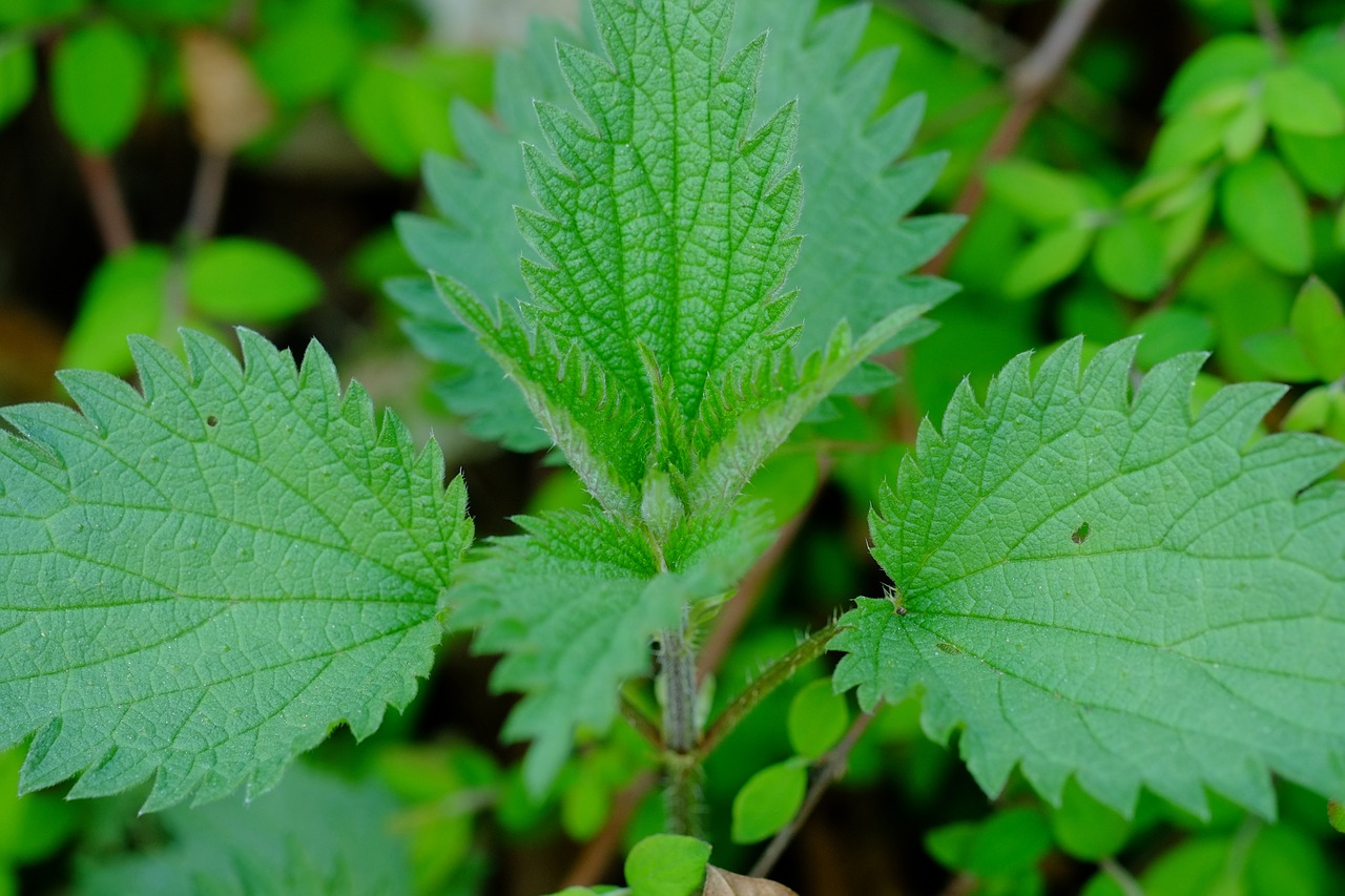 brennessel nettle medicinal herb free photo