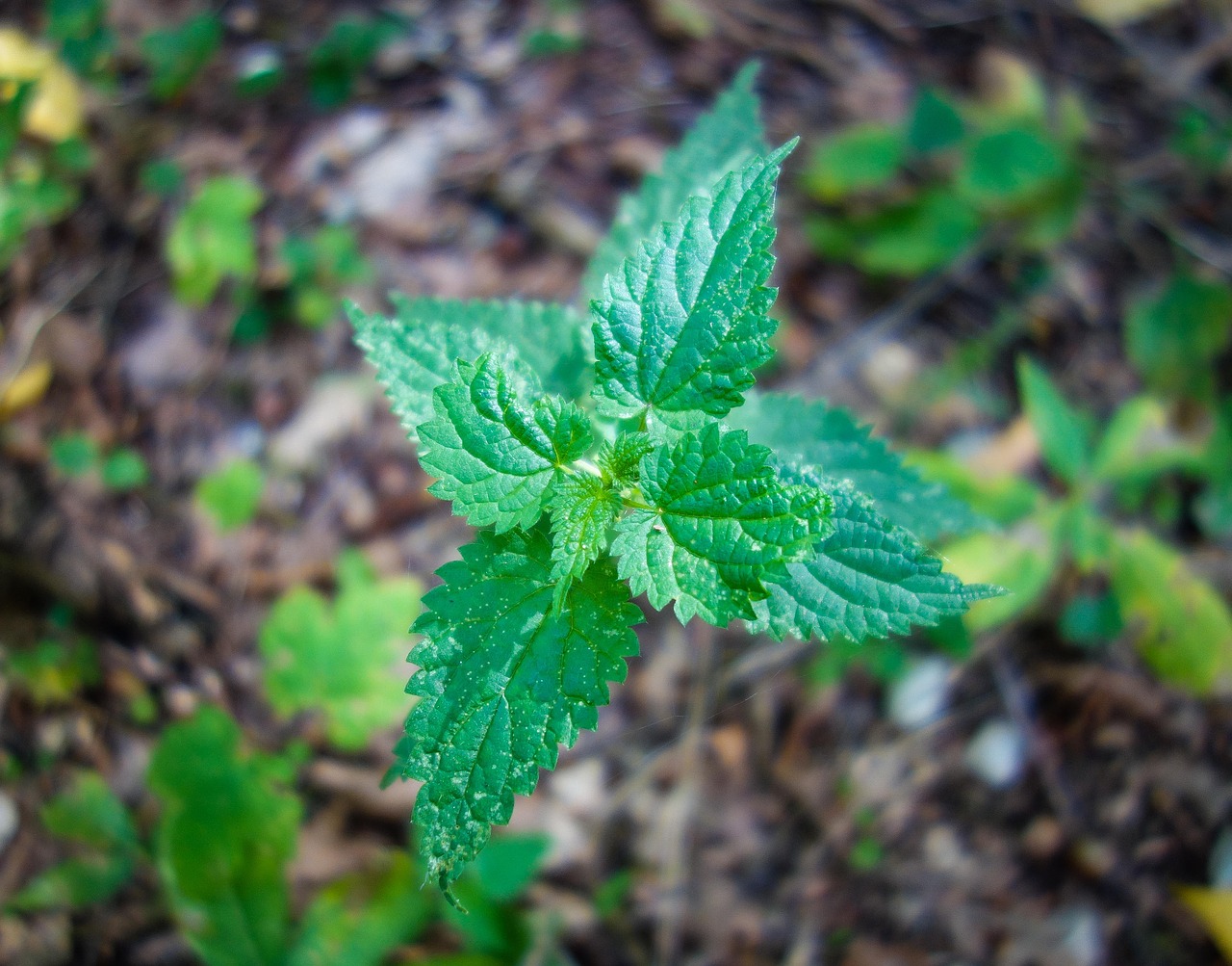 brennessel  prickly  plant free photo