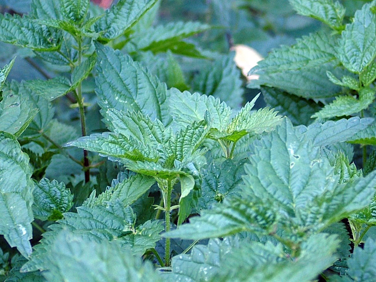 herbs plants medicinal free photo