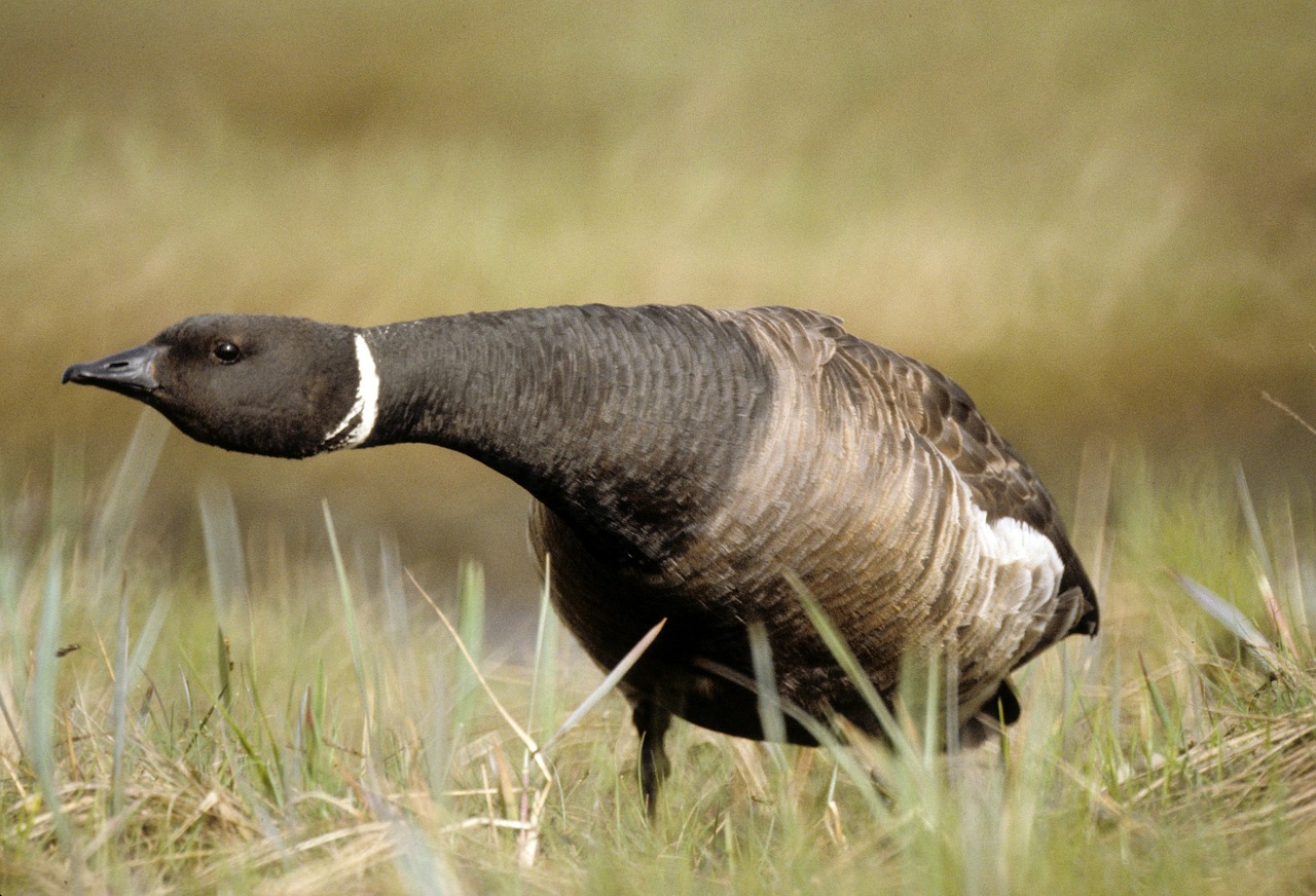 brent goose nature outside free photo