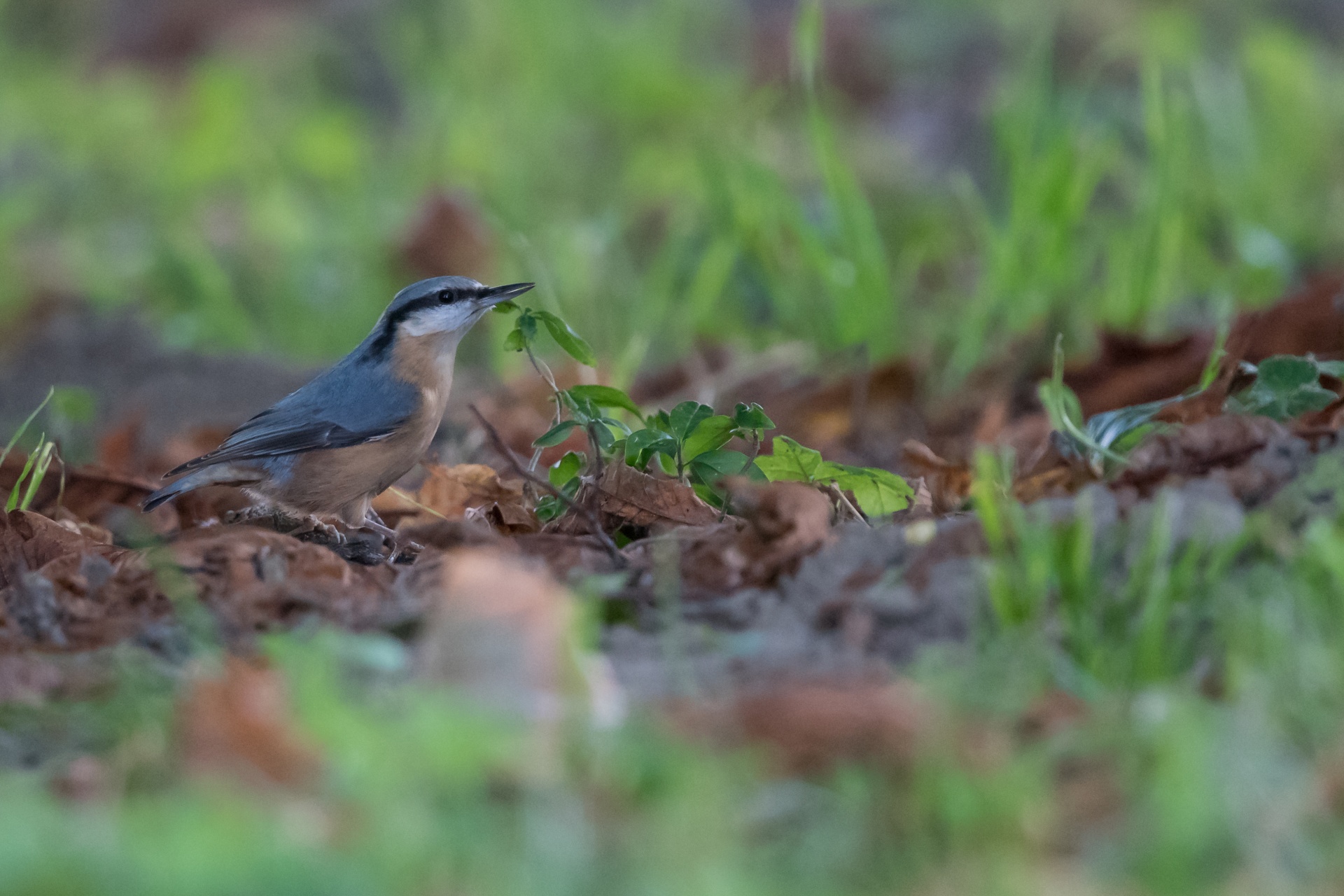 sitta europaea sitta europaea free photo