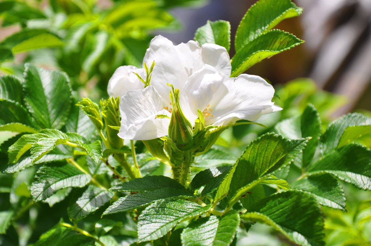 brian flower rose bush free photo