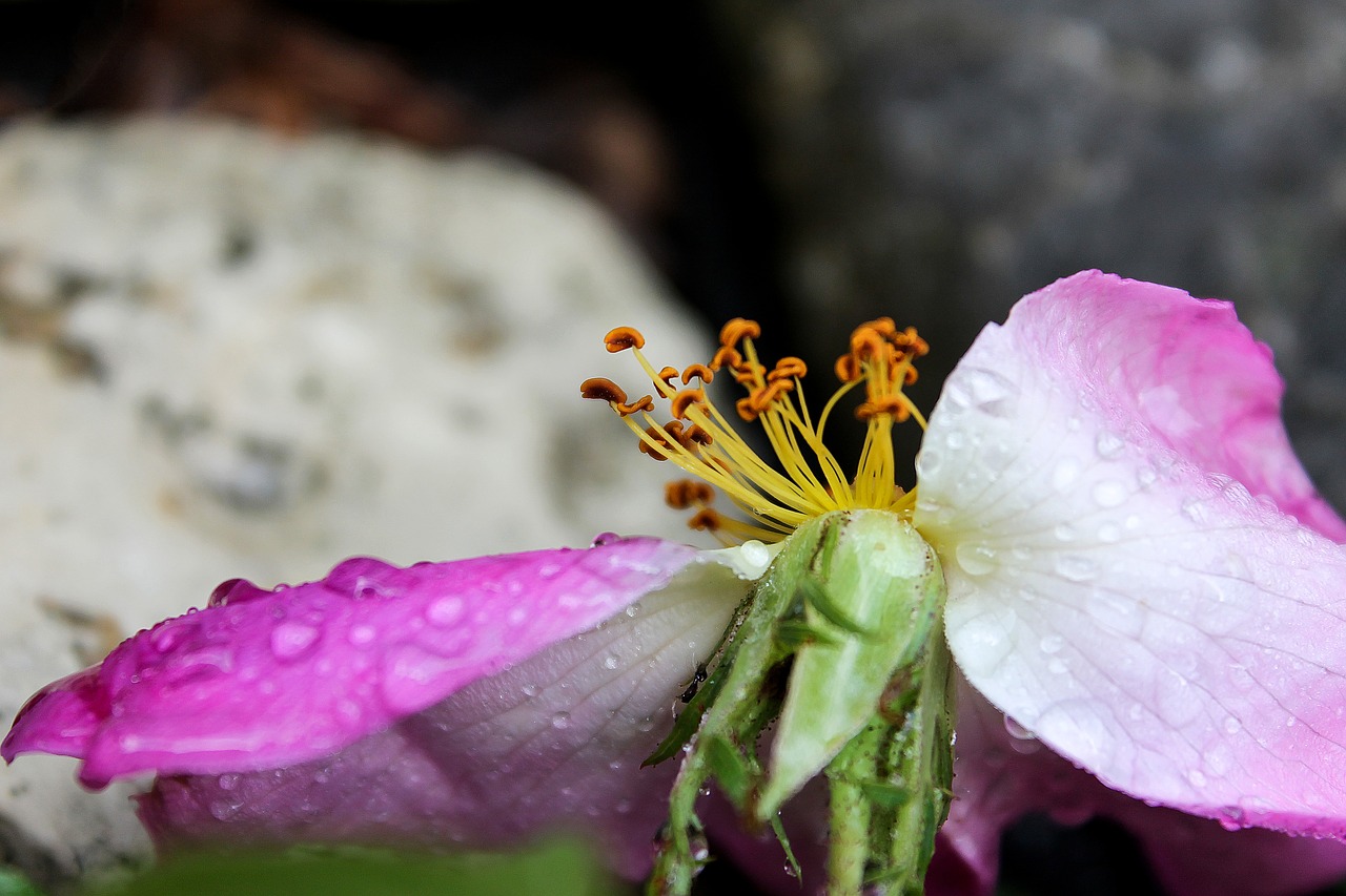 brian flower orchids that produce pollinia free photo