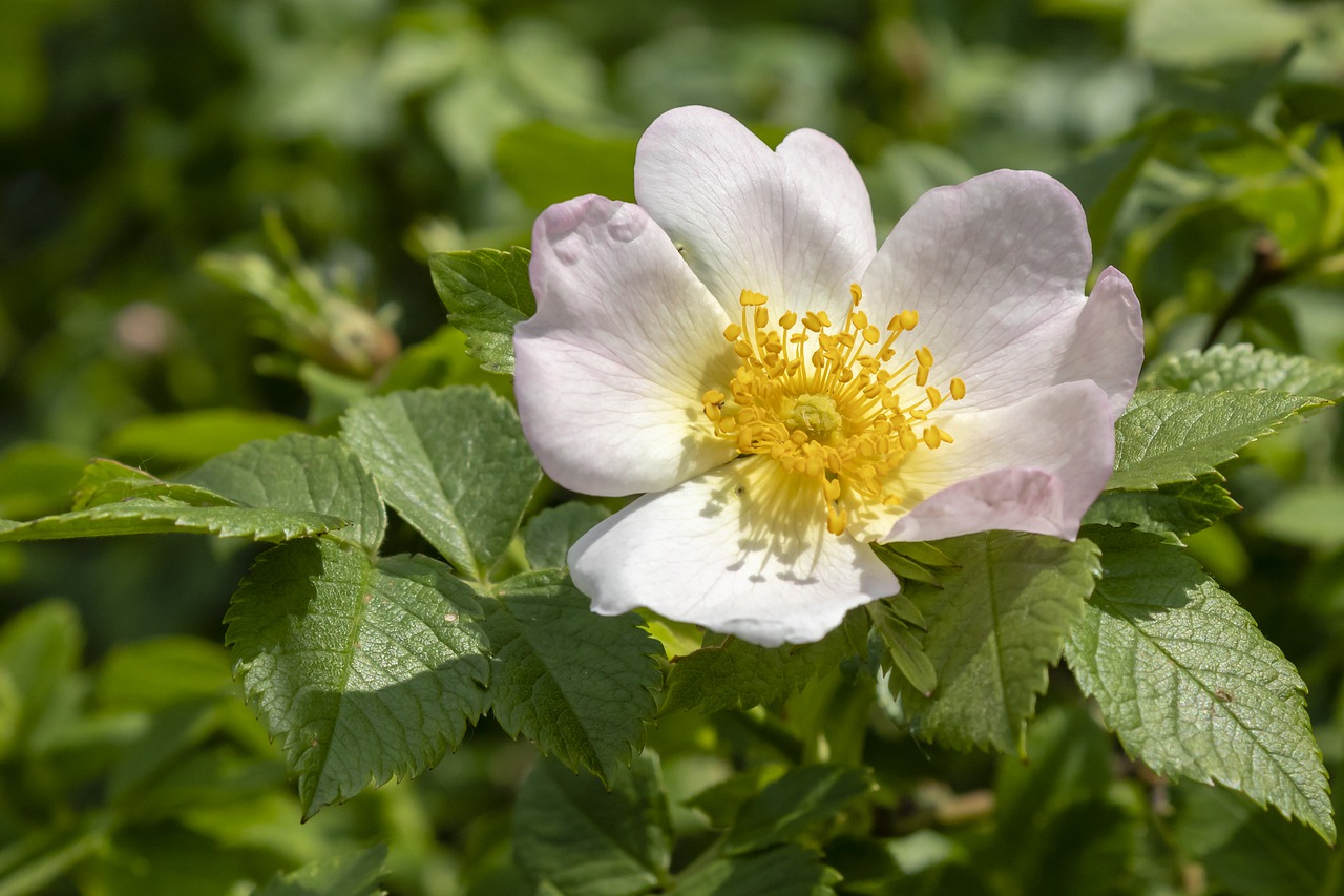 brian  bloom  blooms at free photo