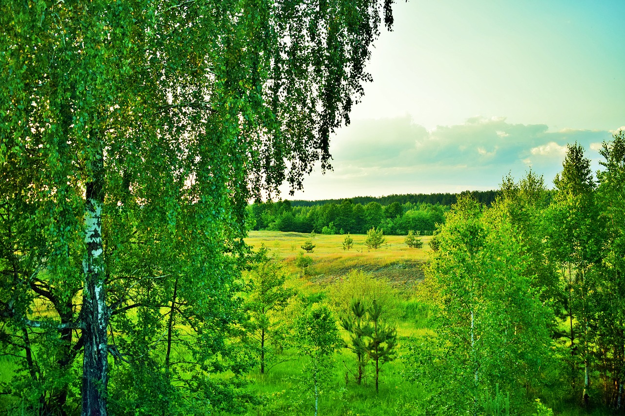 briansk  birch  forest free photo