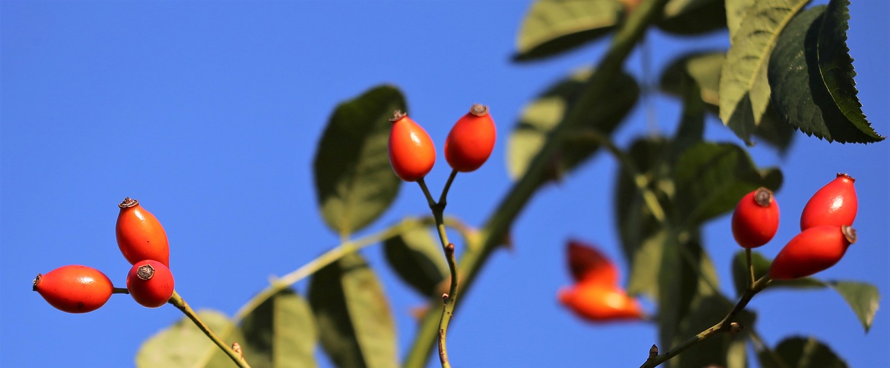 briar  red  berries free photo