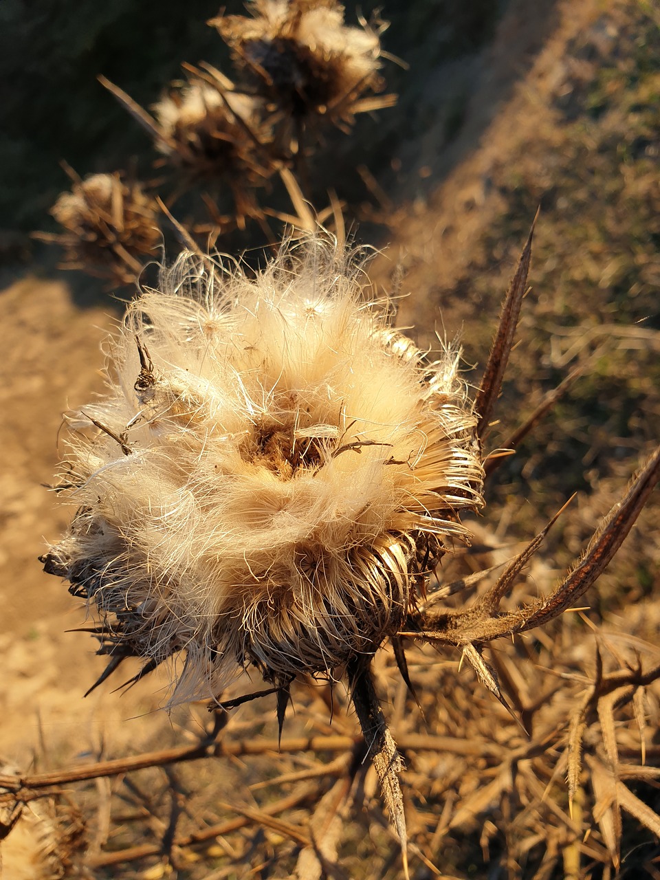 briar  spin  the seeds of thistles free photo