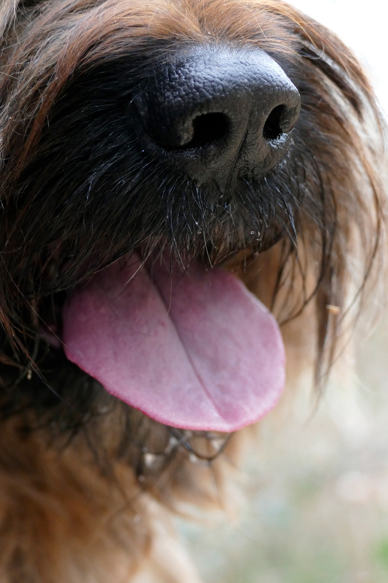 briard dog snout free photo