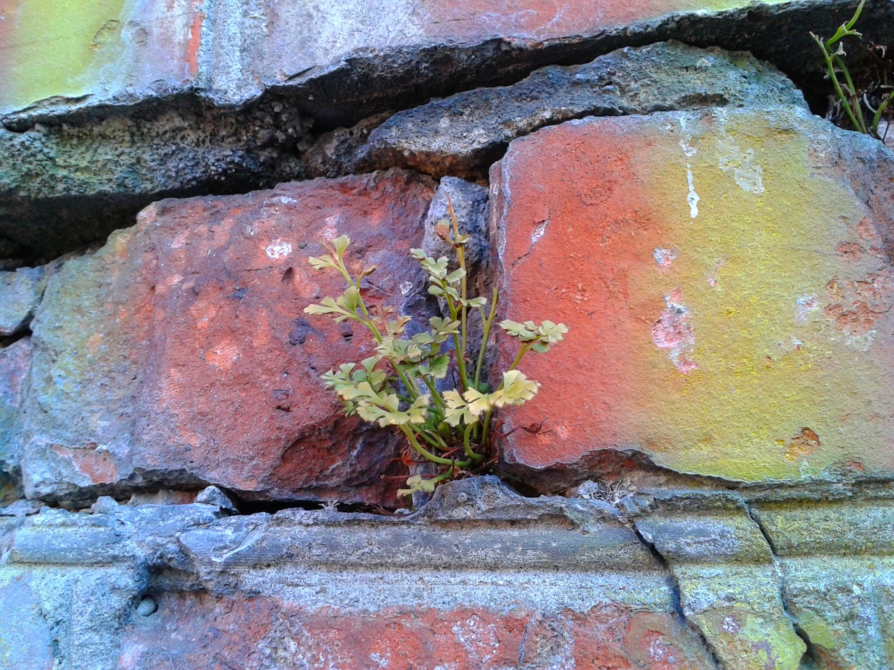 brick plant building free photo