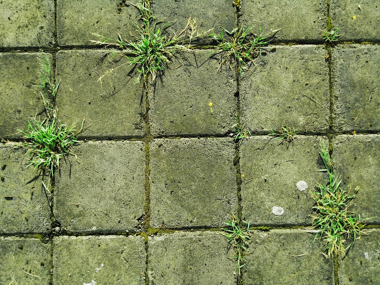 brick ground grass free photo