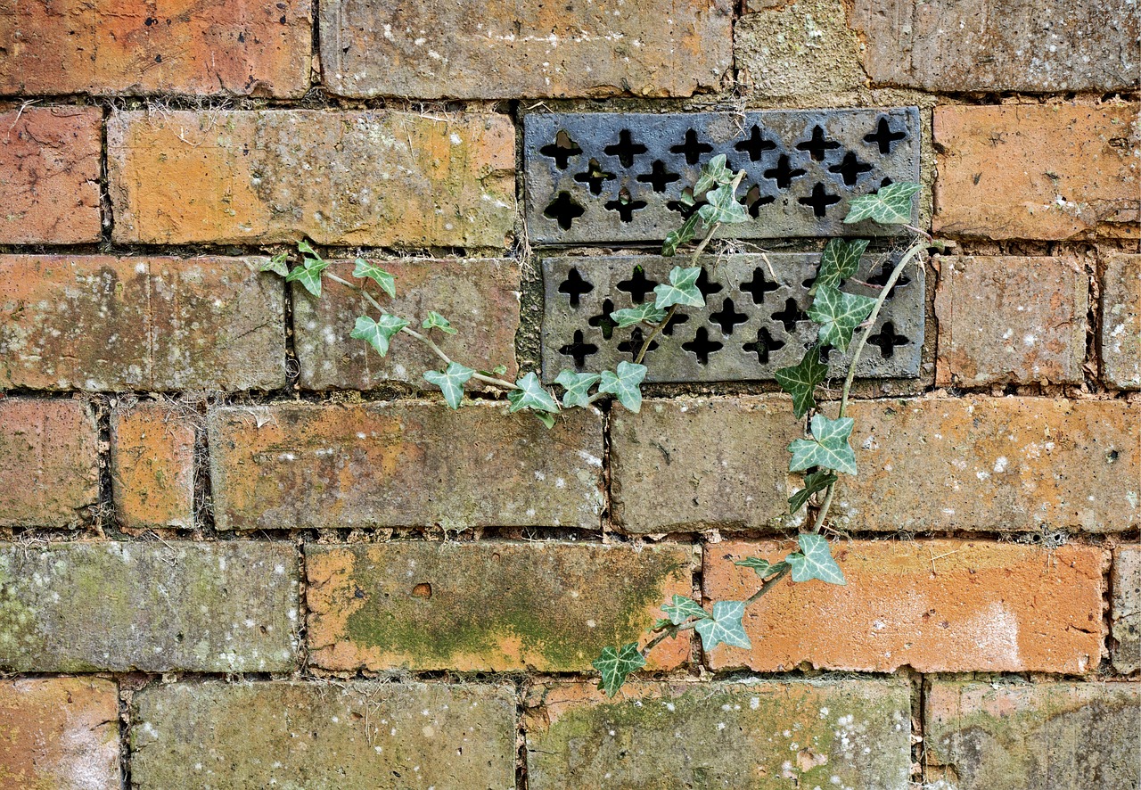 brick wall ivy free photo