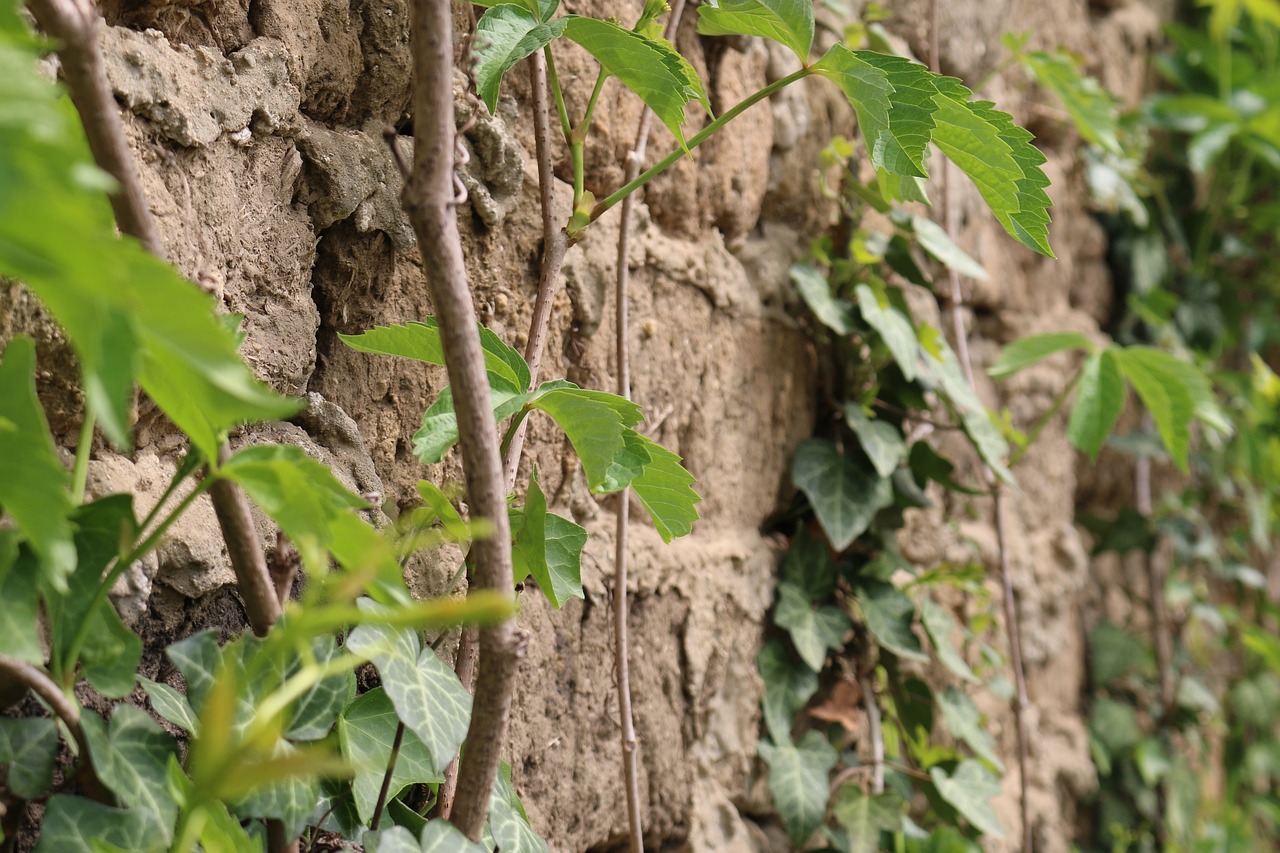 brick green leaf free photo